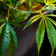 Illustration for article titled CBD Isnt Just a Harmless Health Fad, FDA Warns